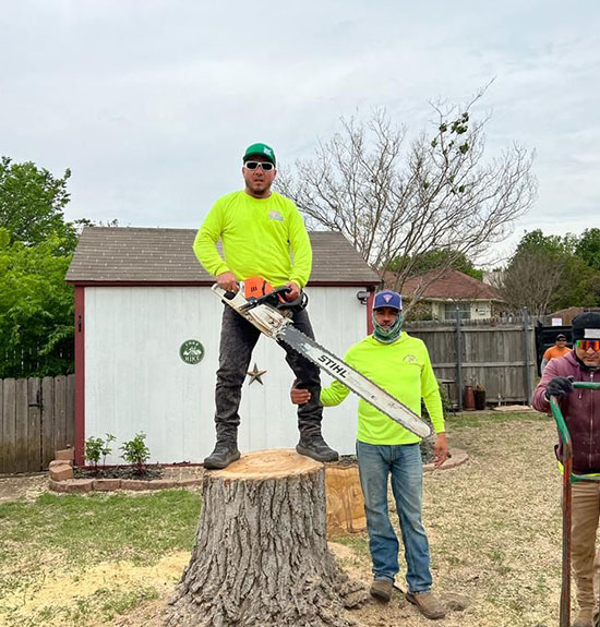 Best Tree Services