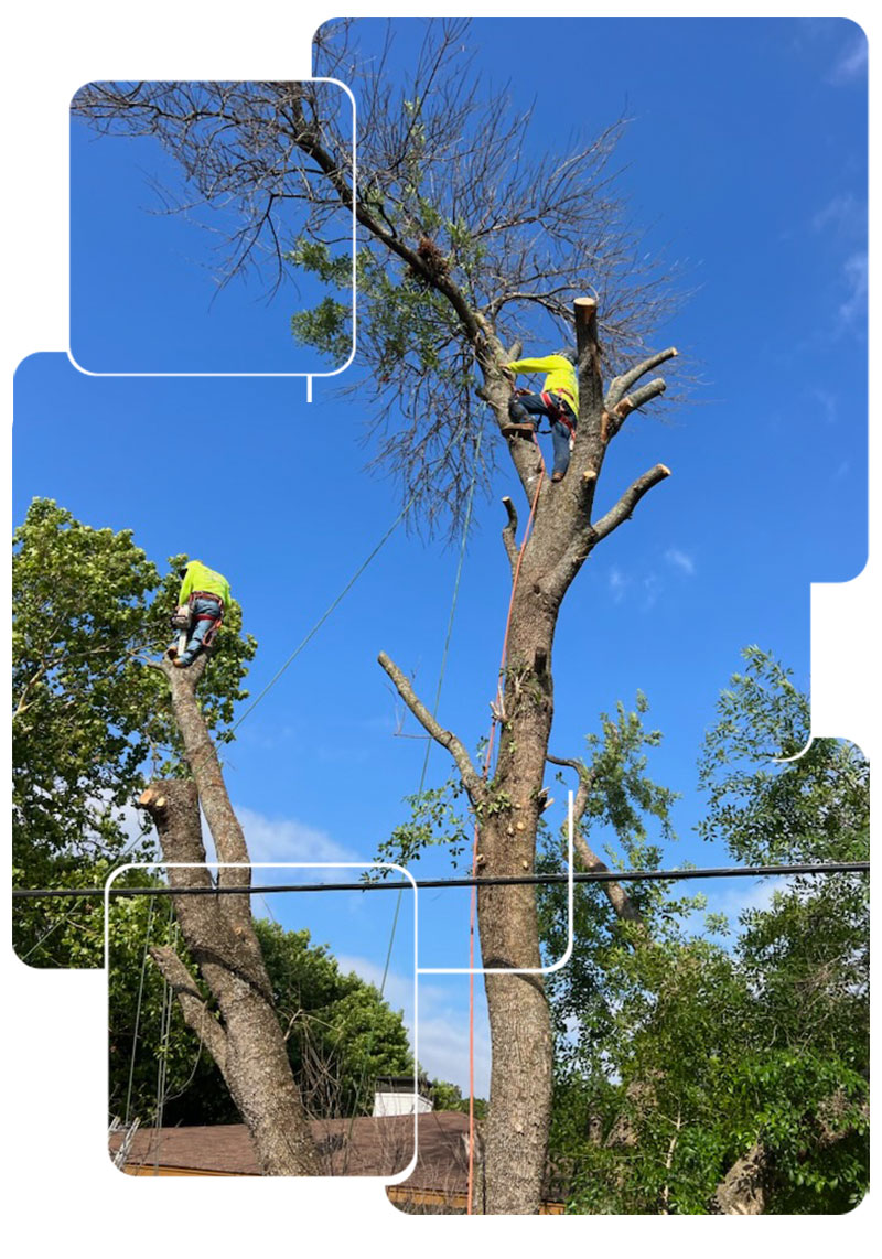 Tree Removal Services