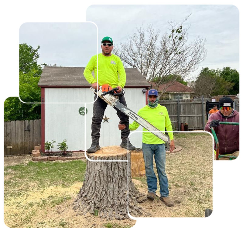 Tree Removal Services