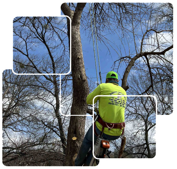Tree removal and Trimming services by Junior's Tree Services