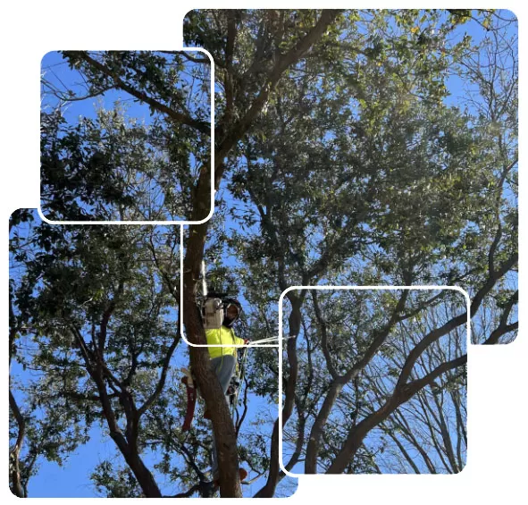 Tree removal and Trimming services by Junior's Tree Services