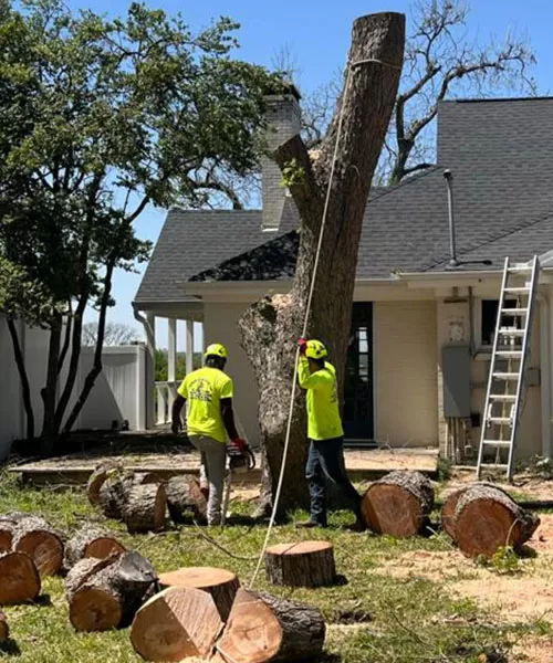 Tree Removal