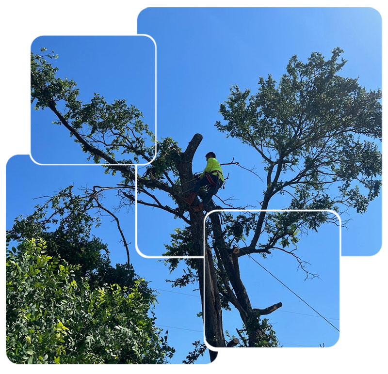 Tree Trimming in Lewisville, TX