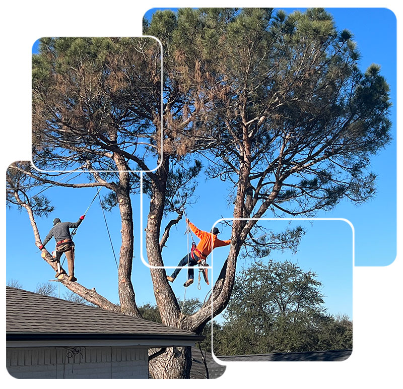 Tree Trimming in Lewisville, TX