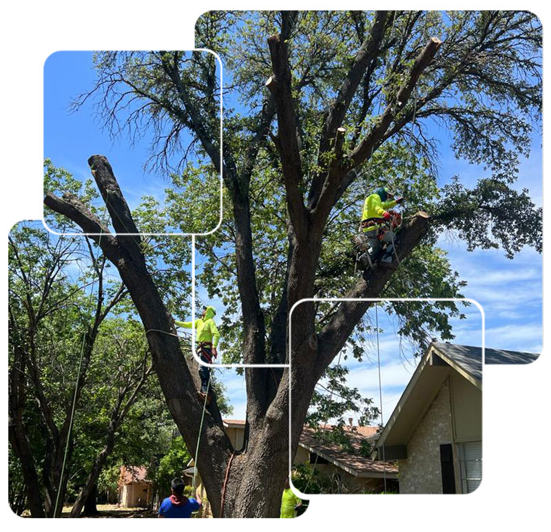 Tree Trimming in Lewisville, TX