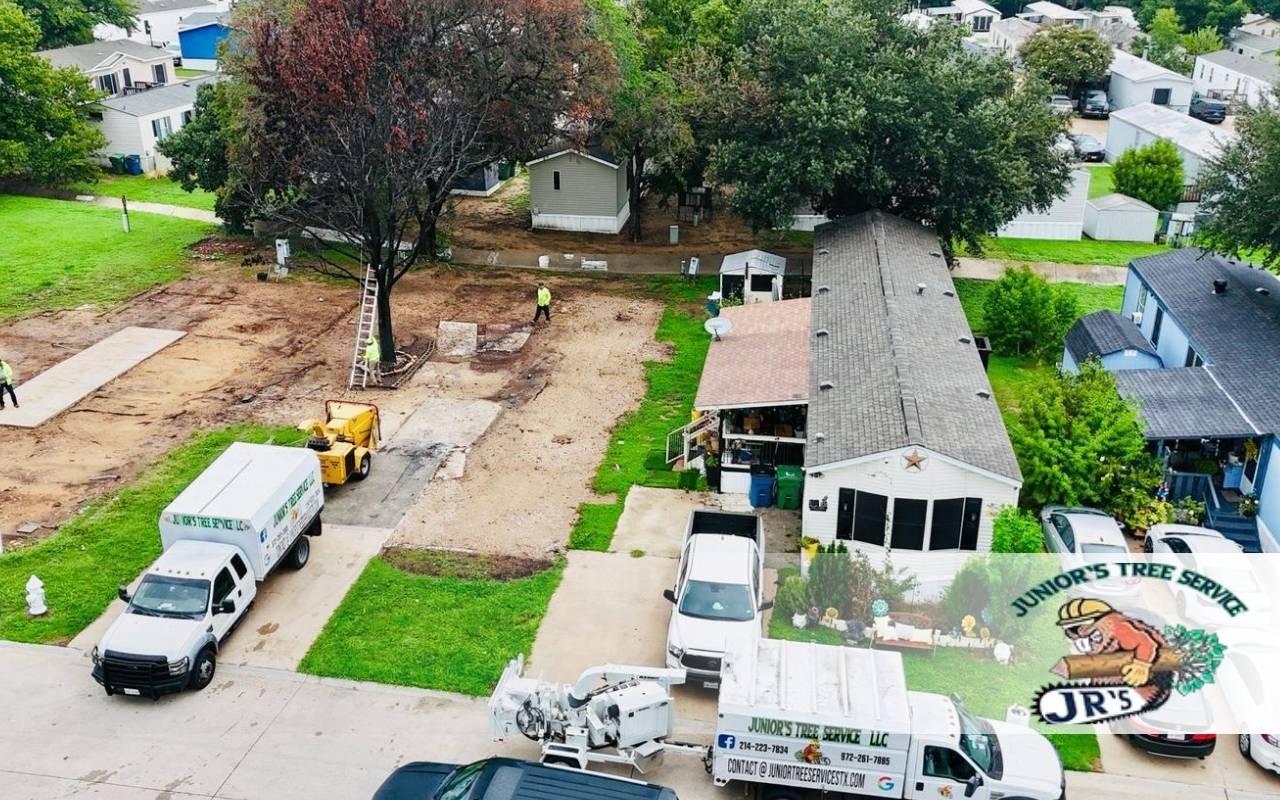 Guidelines on When to Prune Oak Trees in Texas