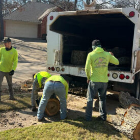 portfolio-junior-tree-services-14