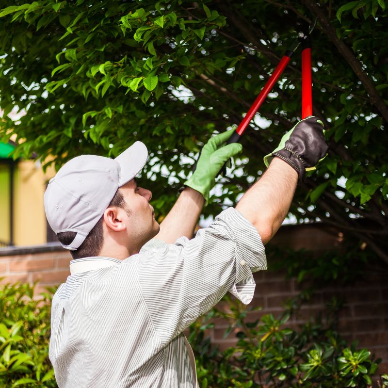 Expert Tree Trimming in Coppell, TX for Healthy Trees