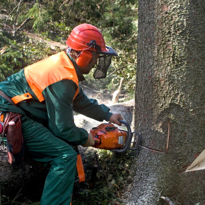 Professional Tree Removal Services in Coppell, TX
