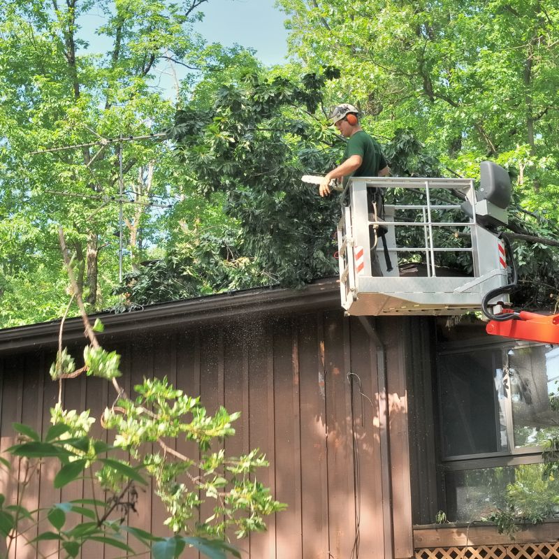 Why Choose Our Tree Services