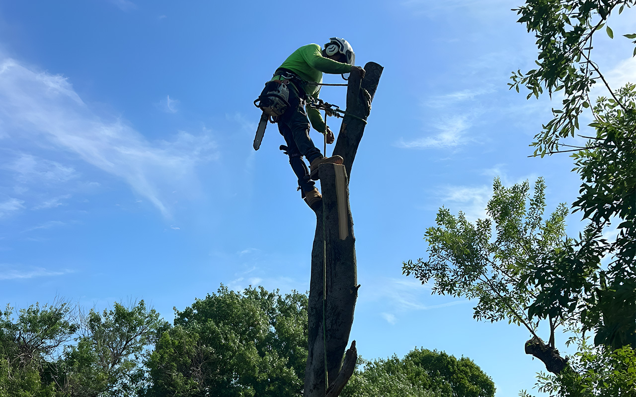 How to Choose a Tree Removal Service in Lewisville