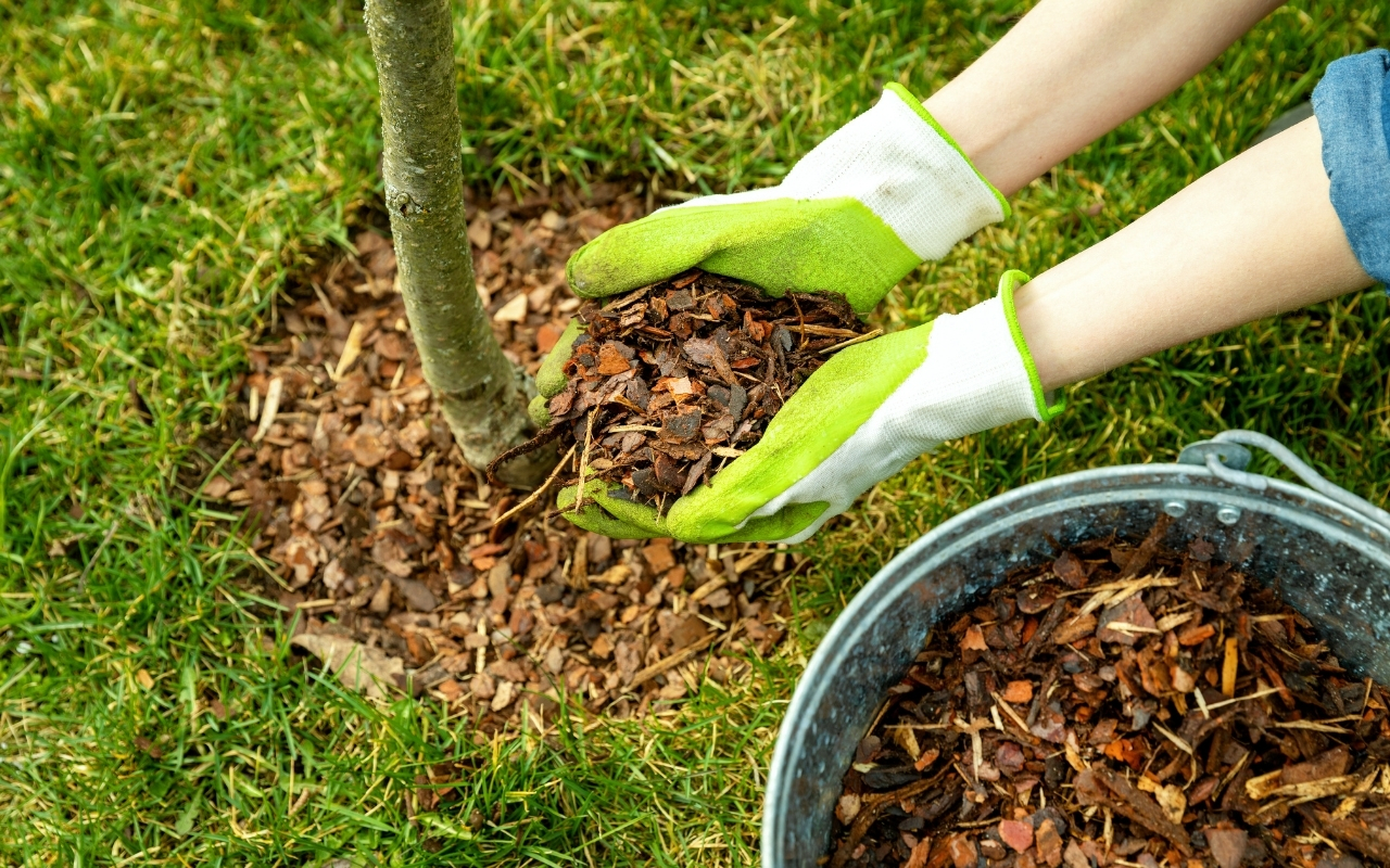 Mulching around the base of a tree for moisture retention