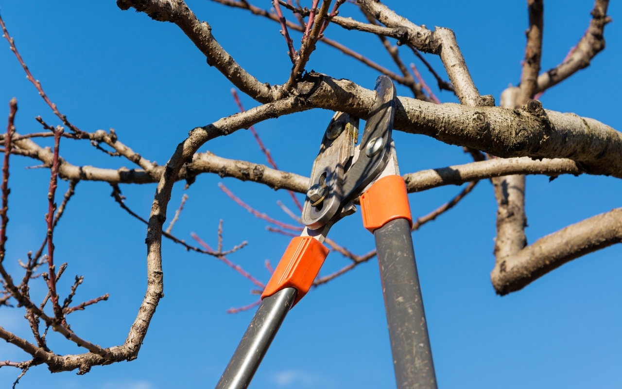 Expert tree pruning tips for longevity