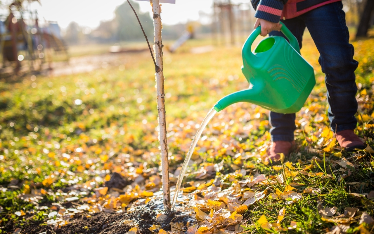 Correct watering techniques for healthy trees