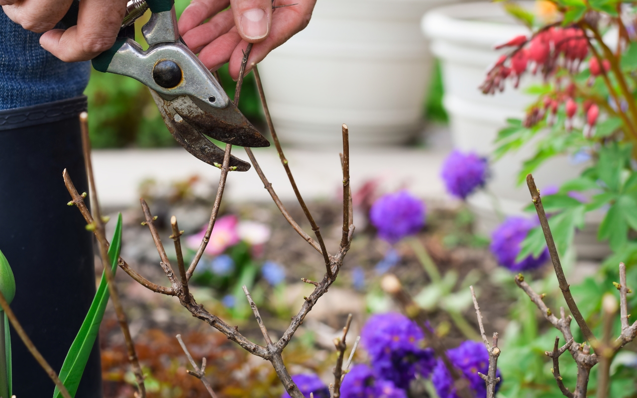 Safe pruning techniques for robust trees