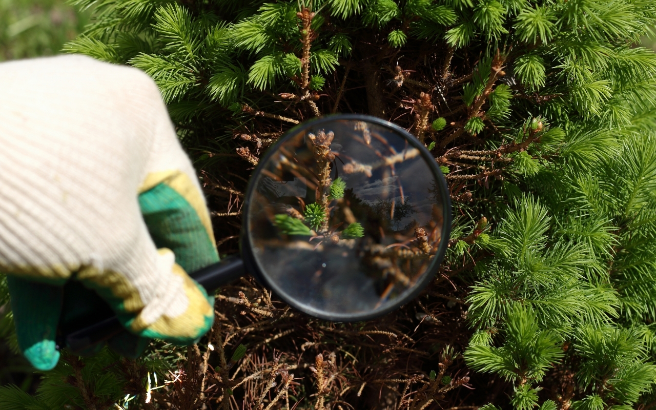 Inspecting tree health for signs of disease