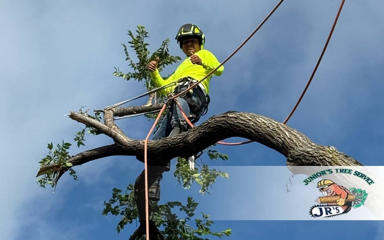 Fall Tree Care Guide for Texas: Essential Tips and Checklist