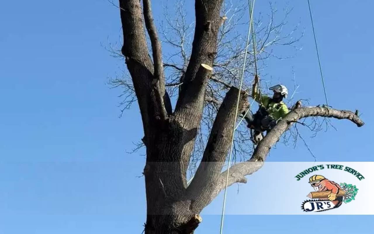 Tree Removal Techniques Explained: What Pros Use in North Texas