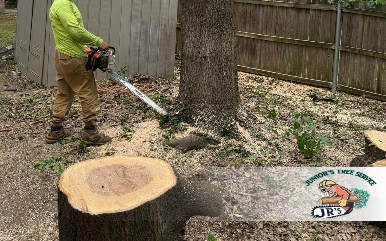 Understanding What is Stump Grinding: A Comprehensive Guide