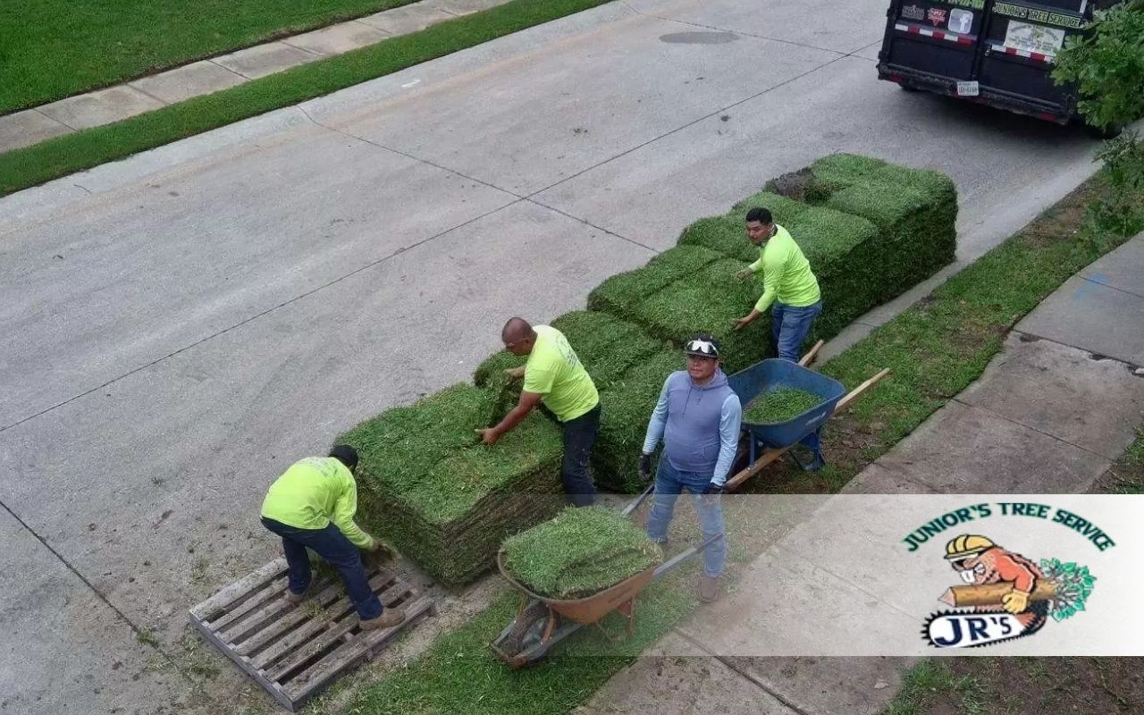 What to Know About the Cost of New Sod Installation
