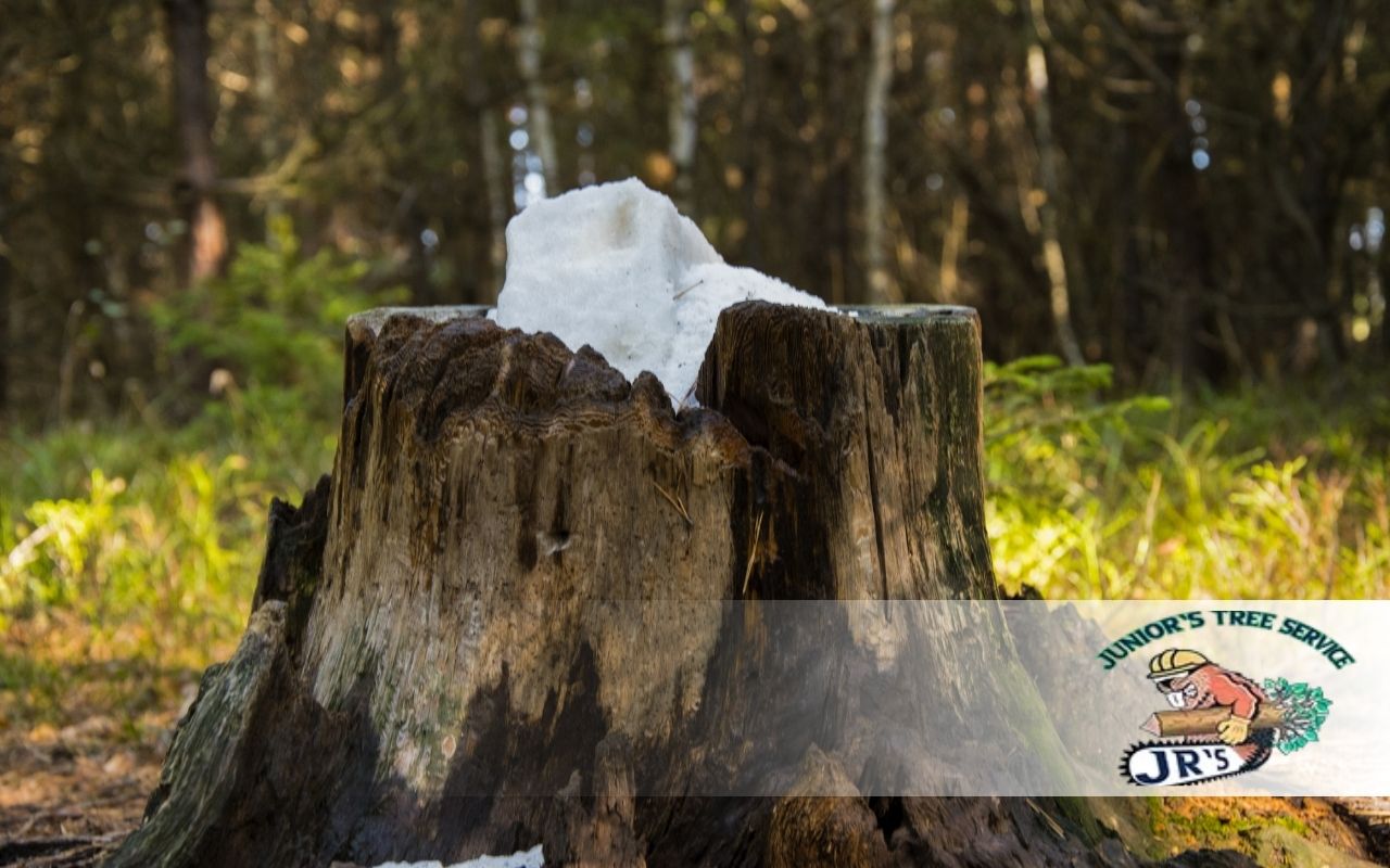 Creative Ways to Remove Tree Stump Naturally and Efficiently