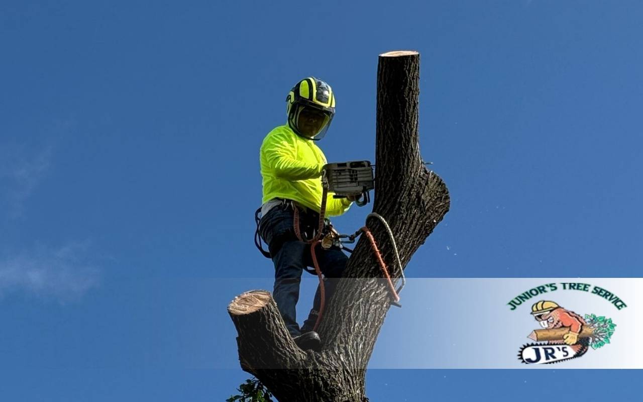 Coppell Tree Ordinance 2025: Permits for Trimming & Removal