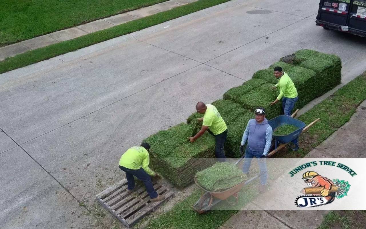 Best Sod for Shade in Coppell, TX: Bermuda vs. St. Augustine