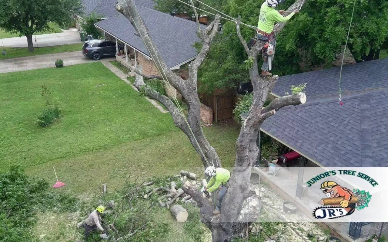 How to Safely Remove a Tree: A Comprehensive 2025 Guide