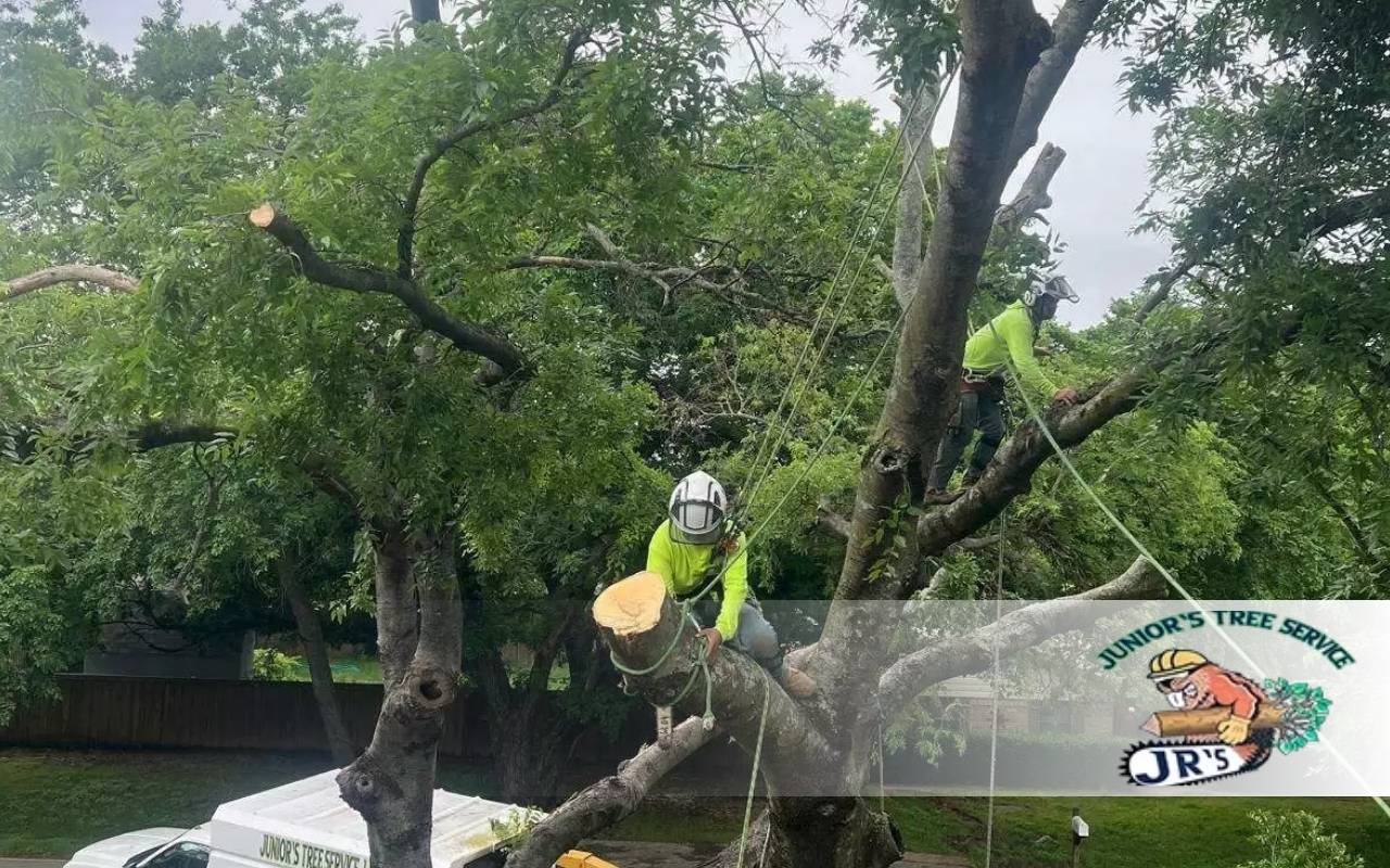 How to Choose a Tree Trimming Company in Coppell, TX
