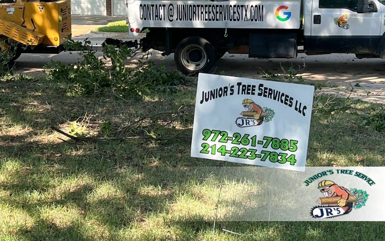 Tree Planting Tips for North Texas: Late Fall/Winter 2025 Guide
