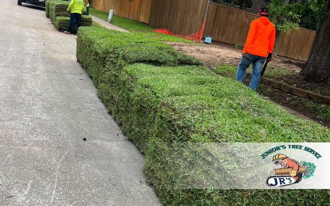 How to Winterize New Sod in Lewisville, TX