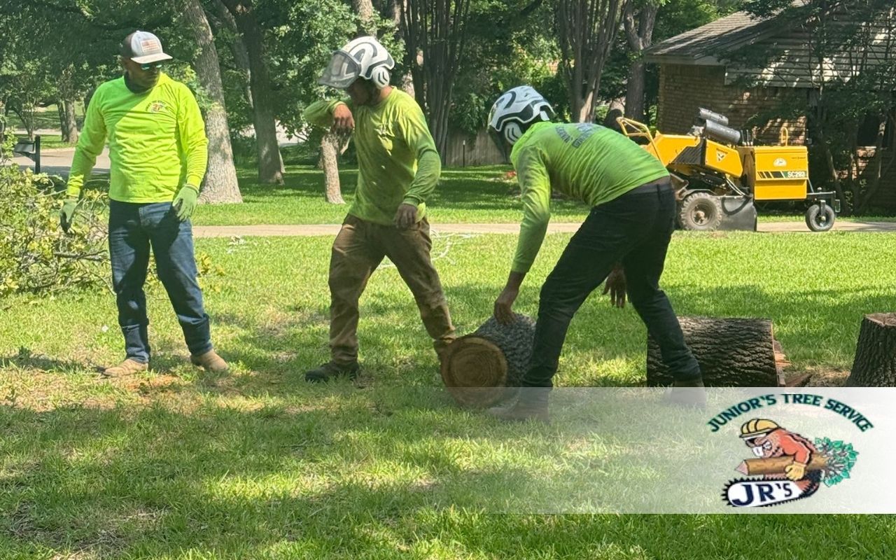 Get Ready: Your Go-To Storm Tree Preparation Checklist in Lewisville