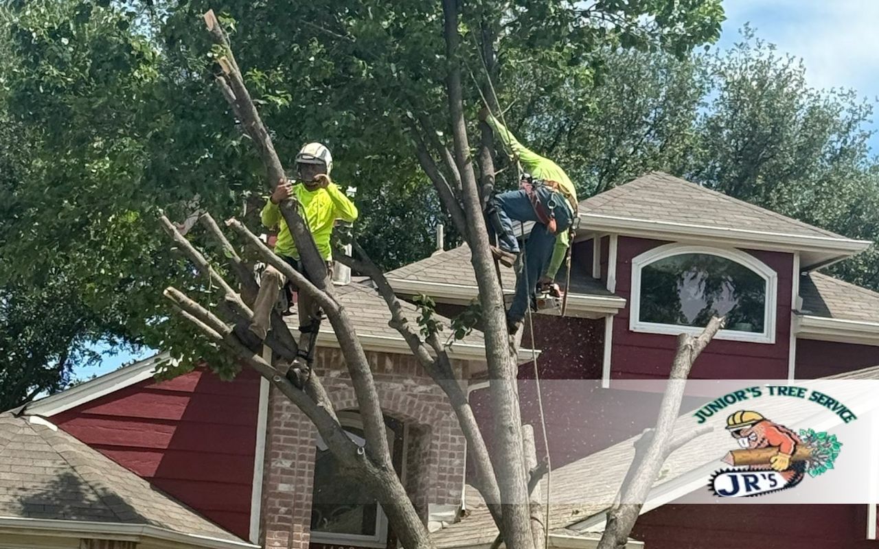 Plan Your Year with a Simple Tree Trimming Calendar in North Texas