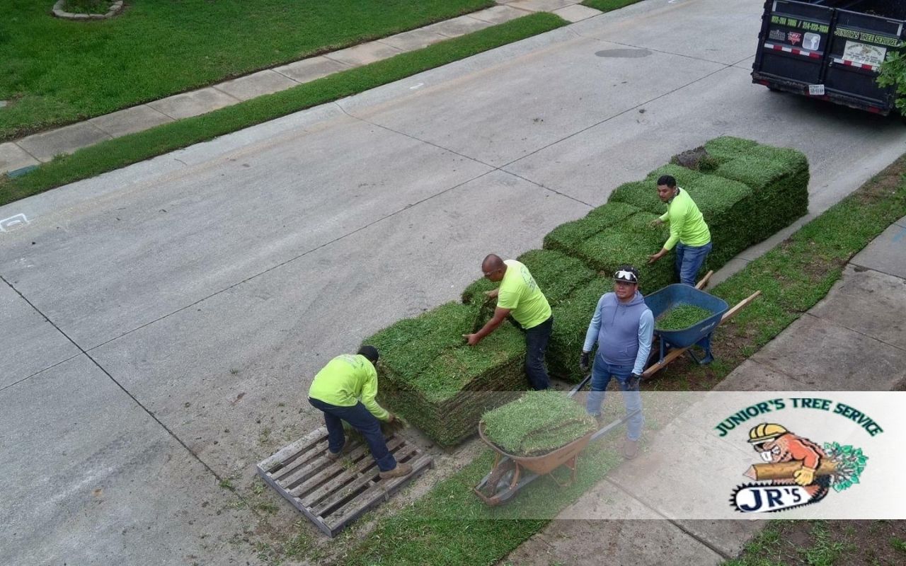 Zoysia vs Bermuda in Lewisville Shade: Easy Guide for Homeowners
