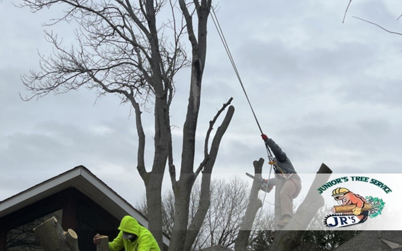 Find Hazardous Tree Limbs After Ice in Irving