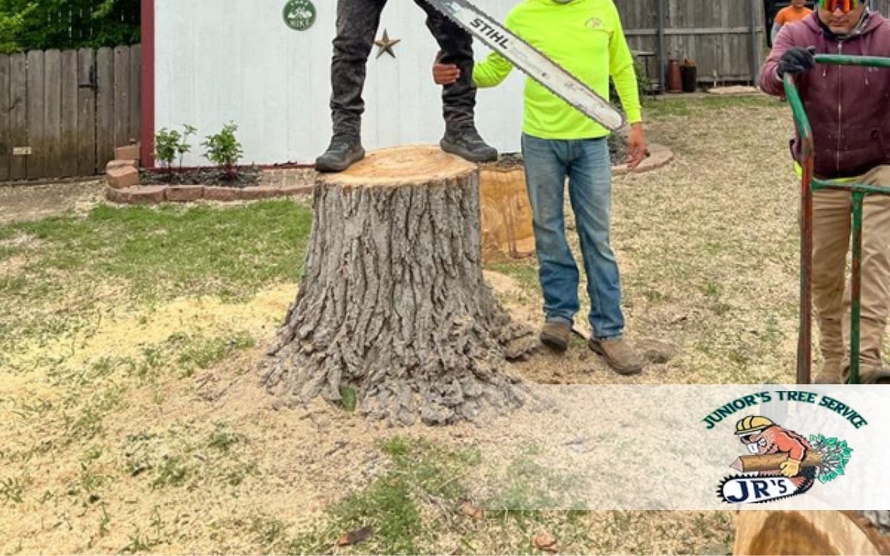 Learn Stump Grinding in Lewisville Pricing: A Simple Guide