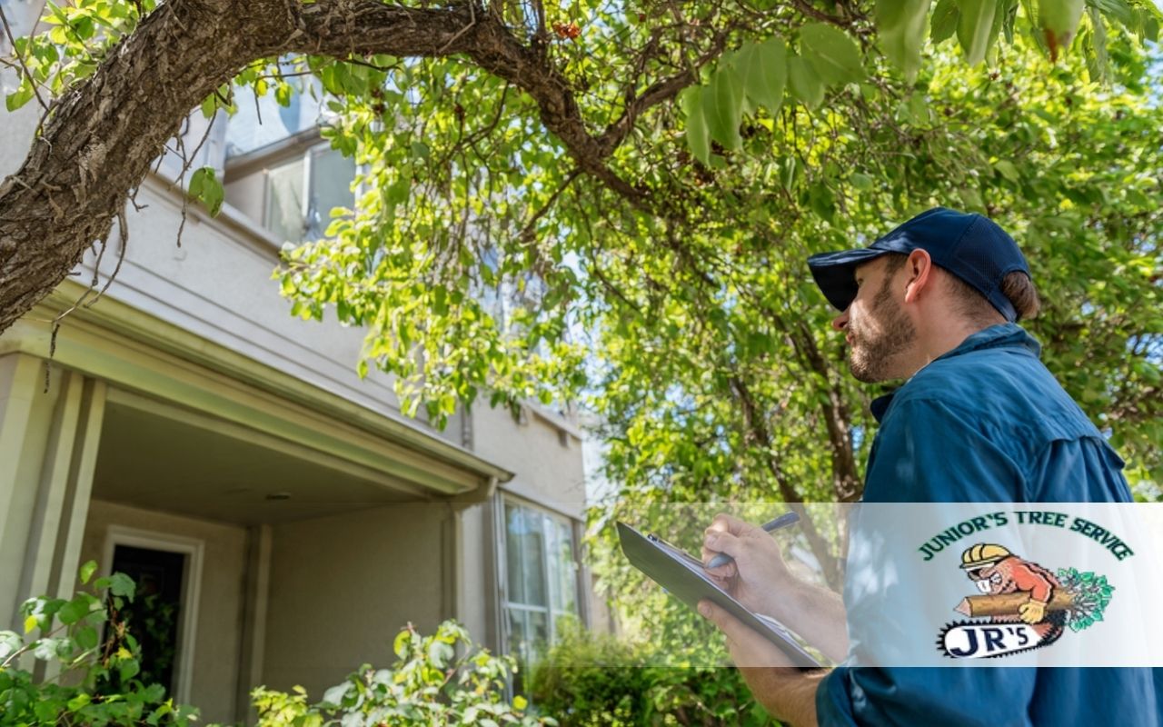 Easy Spring Tree Inspection Checklist in Lewisville, TX