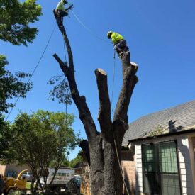 Tree Trimming 2 - Our Team