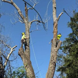Tree Trimming - Our Team