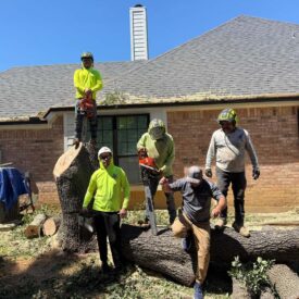 Out Team - Tree Removal
