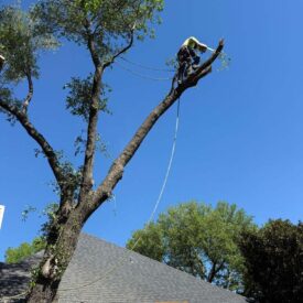 Tree removal gallery 6-Juniors Tree Services