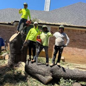 Out Team - Tree Removal 3