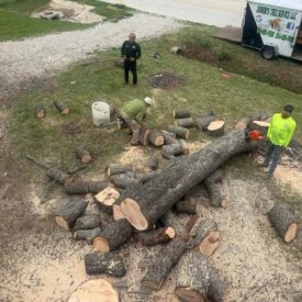 Tree removal gallery 5-Juniors Tree Services