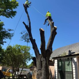 Tree removal gallery 4-Juniors Tree Services