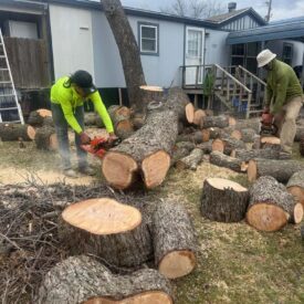 Tree removal gallery 3-Juniors Tree Services