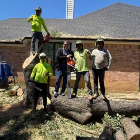 Out Team - Tree Removal 4