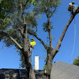 Tree removal gallery 1-Juniors Tree Services