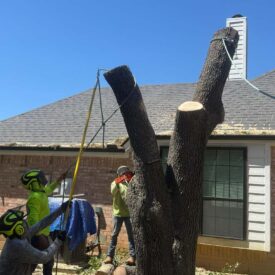 Tree removal gallery -Juniors Tree Services