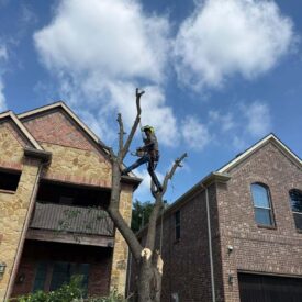 Tree Removal Recent Project 10 - Juniors Tree Services