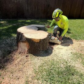 Tree Removal Recent Project 11 - Juniors Tree Services